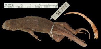Media type: image;   Herpetology R-25435 Aspect: dorsal